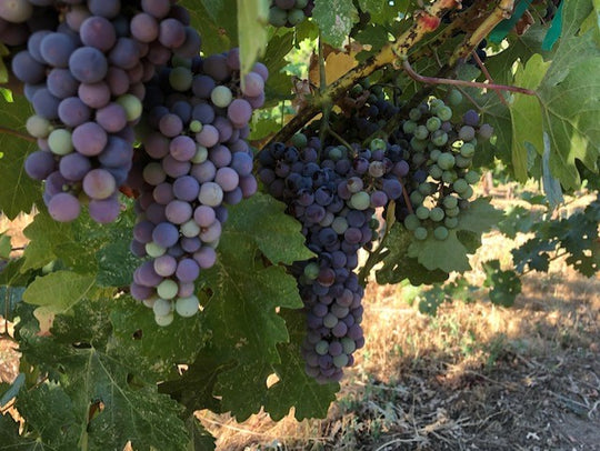 Veraison-The Onset of Ripening!